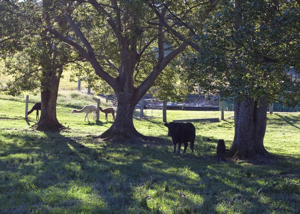 Jacaranda Creek Farmstay & B&B Sunshine Coast Extérieur photo