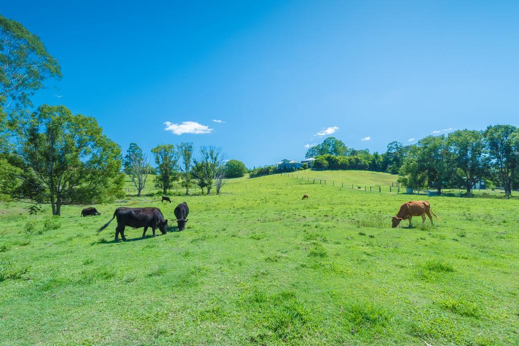 Jacaranda Creek Farmstay & B&B Sunshine Coast Extérieur photo