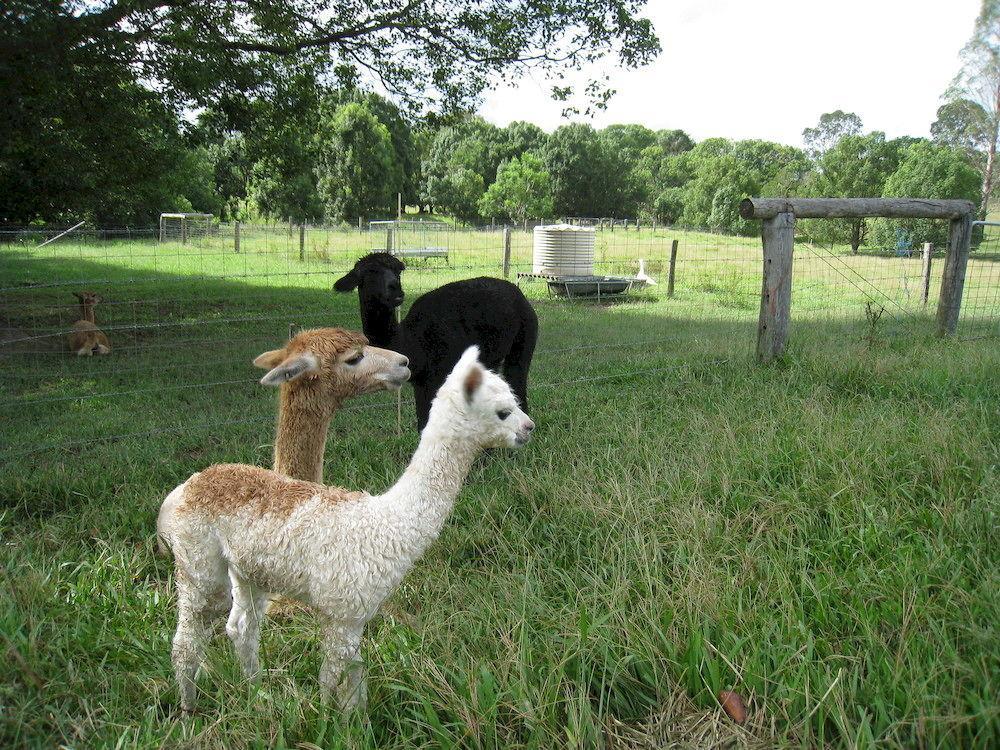 Jacaranda Creek Farmstay & B&B Sunshine Coast Extérieur photo