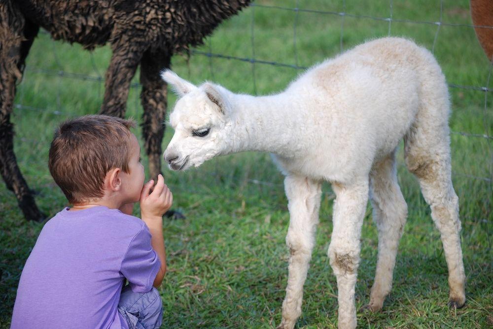 Jacaranda Creek Farmstay & B&B Sunshine Coast Extérieur photo