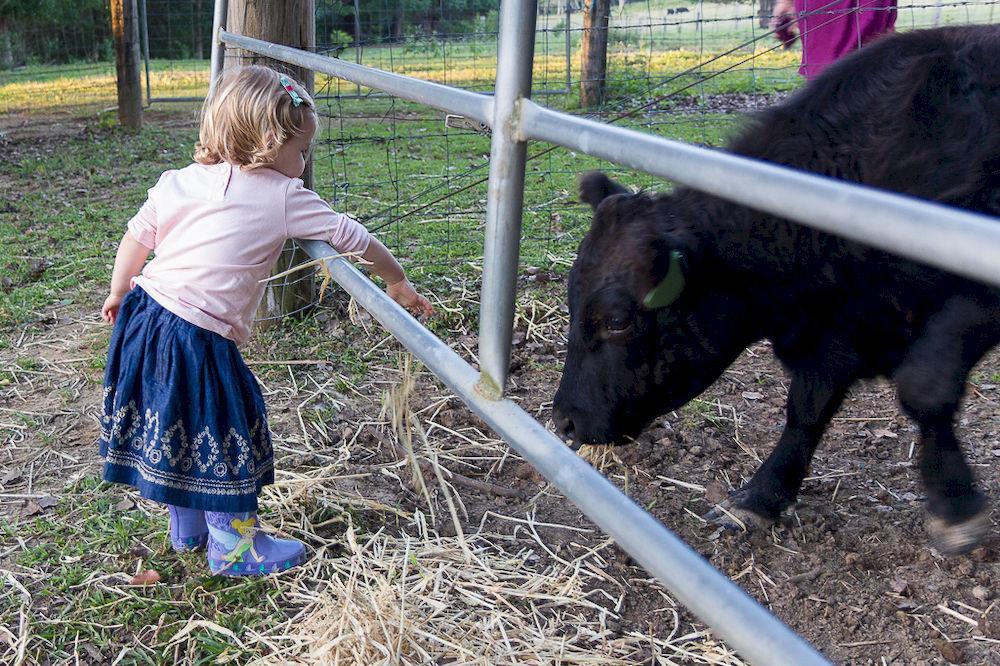 Jacaranda Creek Farmstay & B&B Sunshine Coast Extérieur photo