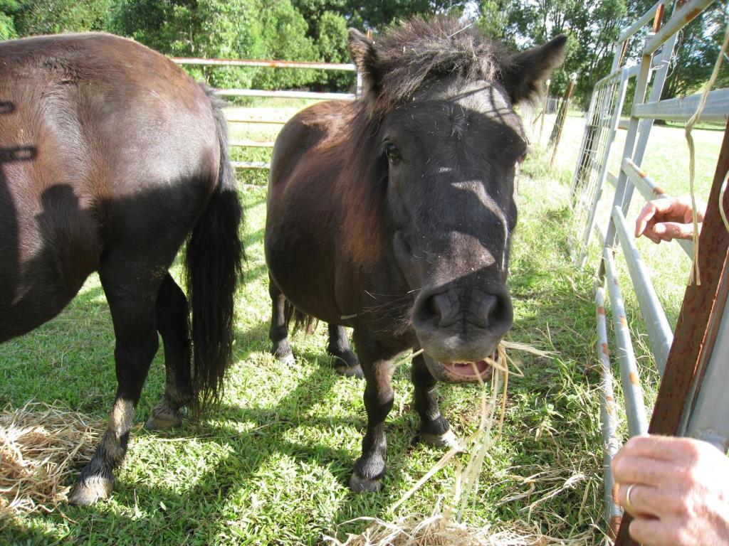 Jacaranda Creek Farmstay & B&B Sunshine Coast Extérieur photo